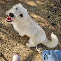 Thumbnail photo of Saehae #4