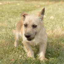 Thumbnail photo of Lima Bean #1