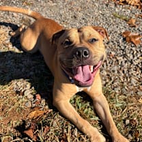 Thumbnail photo of Teddy #1