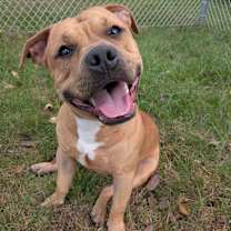 Thumbnail photo of Teddy #2