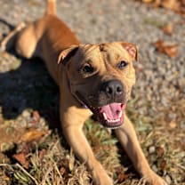 Thumbnail photo of Teddy #3