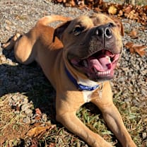 Thumbnail photo of Teddy #4