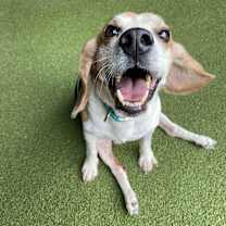 Thumbnail photo of Bagel the Beagle #3