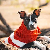 Thumbnail photo of Cowboy #3