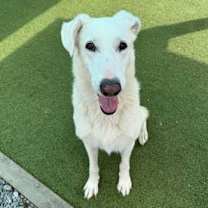 Thumbnail photo of Iris #3