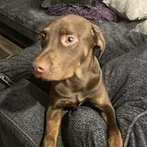 Thumbnail photo of Kross #1