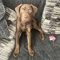 Thumbnail photo of Kross #2