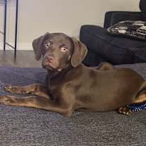 Thumbnail photo of Kross #3