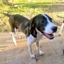 Thumbnail photo of Henry #3