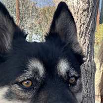 Thumbnail photo of Roco #1