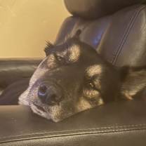 Thumbnail photo of Roco #3