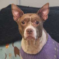 Thumbnail photo of Zoey #4