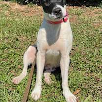 Thumbnail photo of Jubilee #1