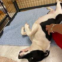 Thumbnail photo of Jubilee #2