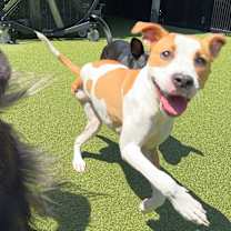 Thumbnail photo of Yam #3