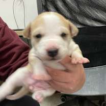 Thumbnail photo of Yuki #3