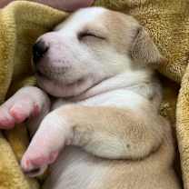 Thumbnail photo of Yuki #4