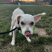 Thumbnail photo of Krish #1