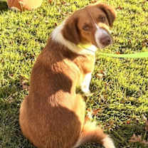 Thumbnail photo of Piglet #2