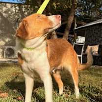 Thumbnail photo of Piglet #3