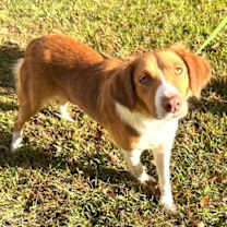 Thumbnail photo of Piglet #4