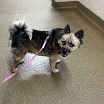 Thumbnail photo of Trixie Dixie #2