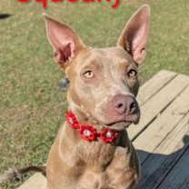 Thumbnail photo of Squeaky #2