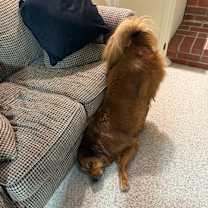 Thumbnail photo of Bruno #3