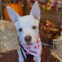 Thumbnail photo of Belle #1