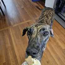 Thumbnail photo of Honey #4