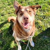 Thumbnail photo of Rusty #1