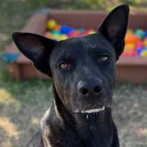 Thumbnail photo of Chub #2