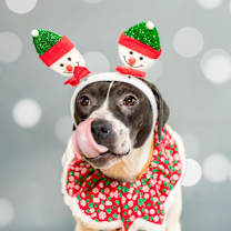 Thumbnail photo of Morticia #2