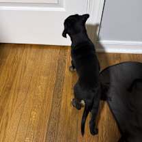 Thumbnail photo of Rocket #4