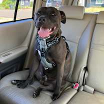 Thumbnail photo of Samson #4