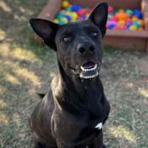 Thumbnail photo of Chub #1