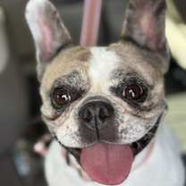 Thumbnail photo of Bonnie #1