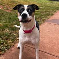 Thumbnail photo of Pepper #3