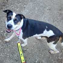 Thumbnail photo of Pepper #4