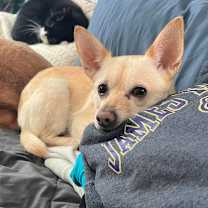 Thumbnail photo of Ziggy #3