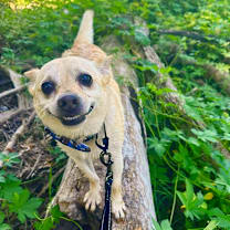 Thumbnail photo of Ziggy #4