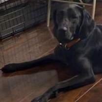 Thumbnail photo of Raven #1