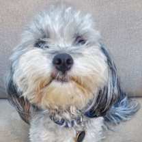 Thumbnail photo of BELLA #1