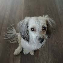 Thumbnail photo of BELLA #2