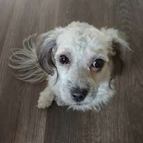 Thumbnail photo of BELLA #3