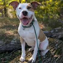 Thumbnail photo of Enzo #1