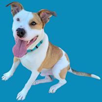 Thumbnail photo of Enzo #2