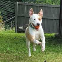 Thumbnail photo of Enzo #3