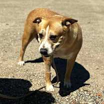 Thumbnail photo of SHIRLEY #4