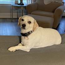 Thumbnail photo of Milo #3